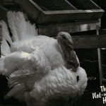 There Once Was a Turkey Named Tom