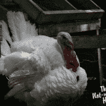 There Once Was a Turkey Named Tom