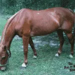 Feeding Horses