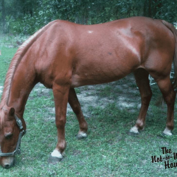 Feeding Horses - The Not So Modern Housewife