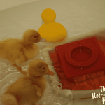 Our New Ducklings