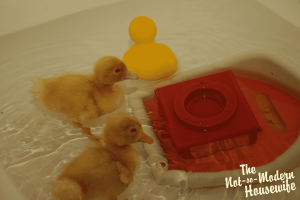 ducklings swimming in water with bathtub toys