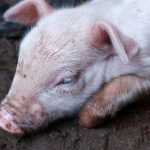 How to Care for a Sick Piglet