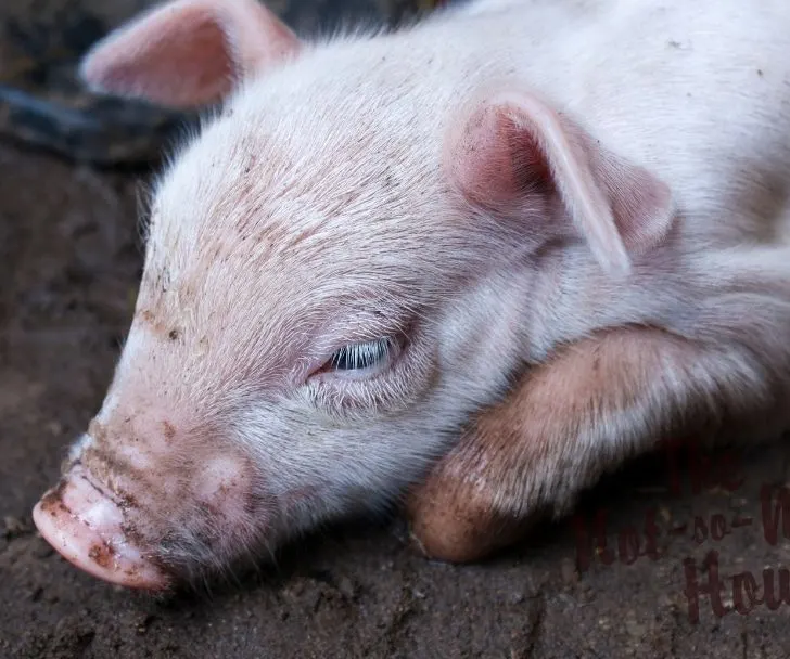 How to Care for a Sick Piglet