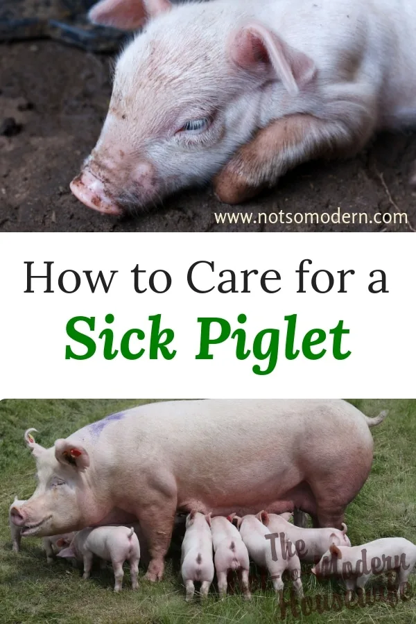 How to Care for a Sick Piglet - Yorkshire piglet and sow with piglets