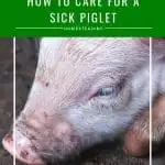 How to care for a sick piglet - Yorkshire piglet