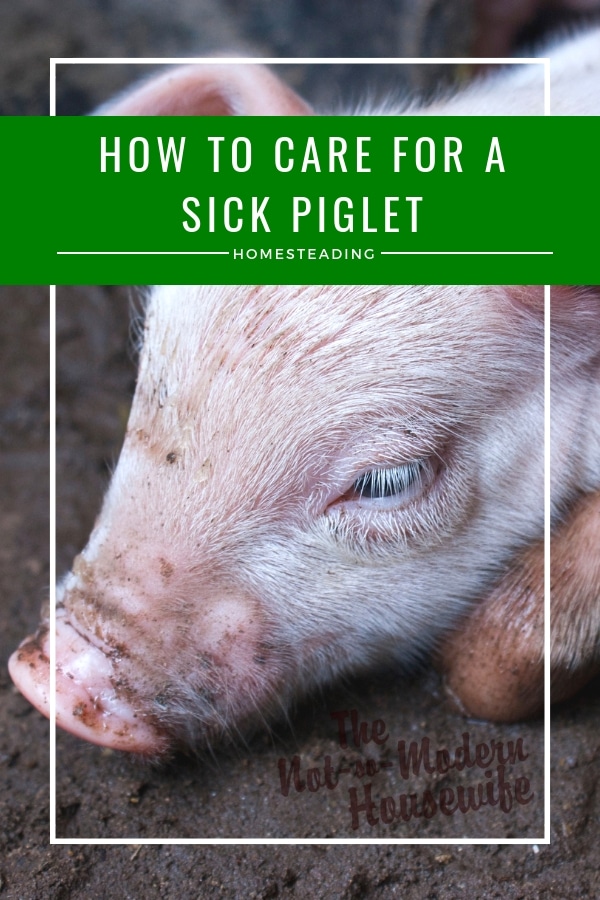 How to care for a sick piglet - Yorkshire piglet