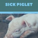 How to Care for a Sick Piglet - Yorkshire piglet