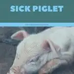 How to Care for a Sick Piglet - Yorkshire piglet