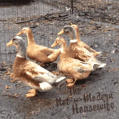 We welcome our new flock of Saxony ducks to the farm