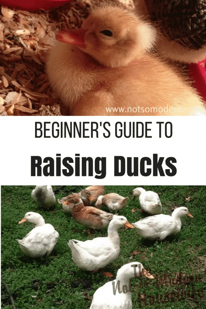 Beginner's guide to raising ducks - Pekin duckling and small flock of backyard ducks