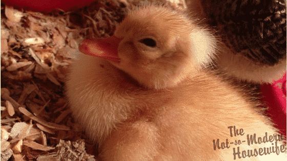 Raising ducks is a beneficial and rewarding experience. Not only are they healthier than chickens, but they tend to be better layers than many breeds. They may just be the ideal poultry for beginning homesteaders.