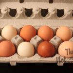 Why Are Chicken Eggs Different Colors?