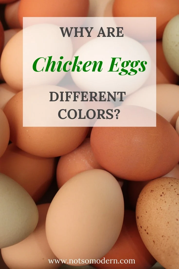 Why Are Chicken Eggs Different Colors? | The Not So Modern Housewife Pile of chicken eggs in various shades - Why Are Chicken Eggs Different Colors?