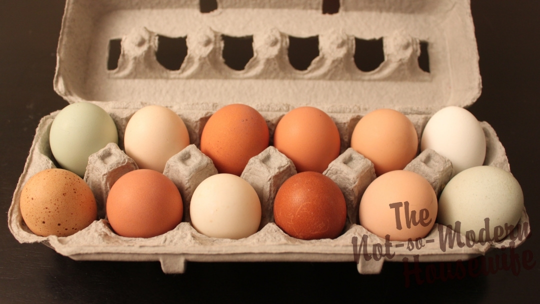 Why Are Chicken Eggs Different Colors?