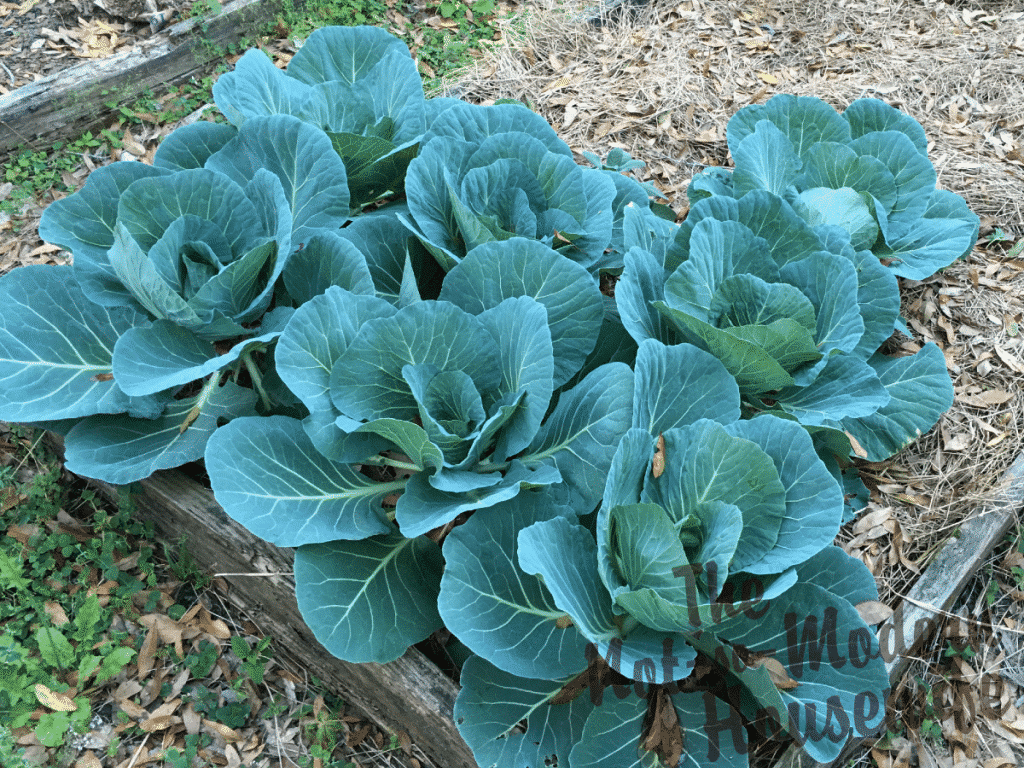 Green cabbage growing in garden