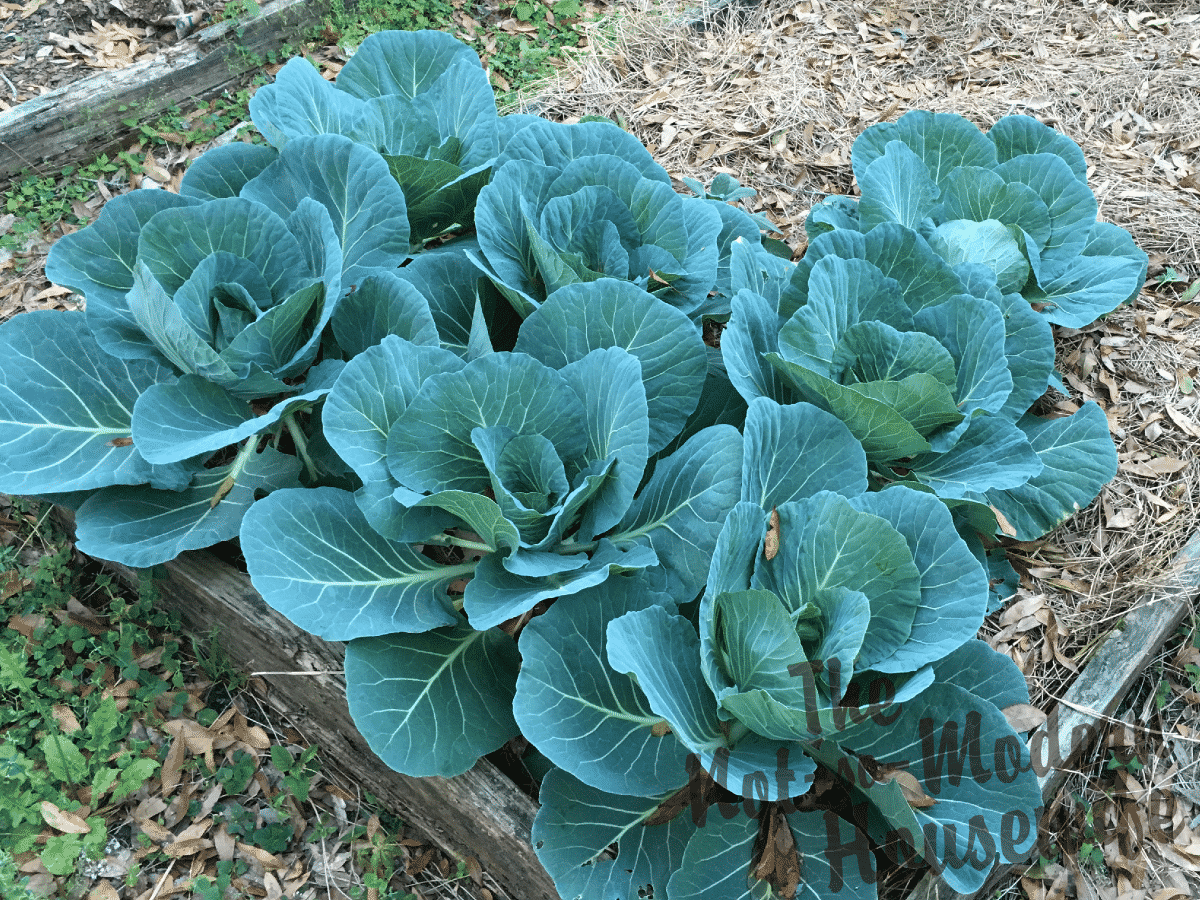 Green cabbage growing in no till lasagna gardening