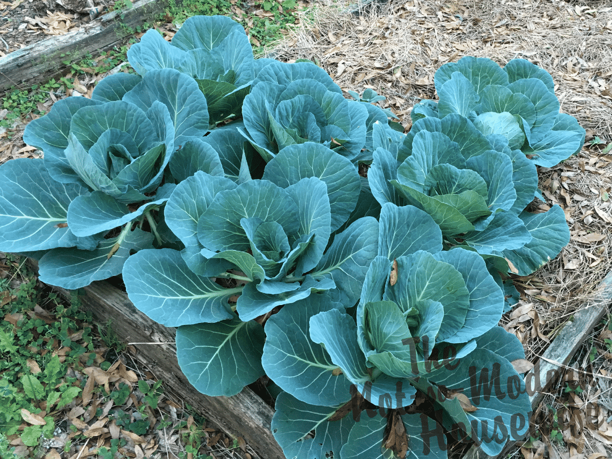 Low-Maintenance No Till Lasagna Gardening | The Not So Modern Housewife Green cabbage growing in no till lasagna gardening