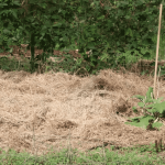 Low-Maintenance No Till Lasagna Gardening