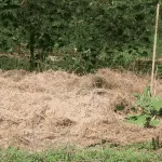 Low-Maintenance No Till Lasagna Gardening
