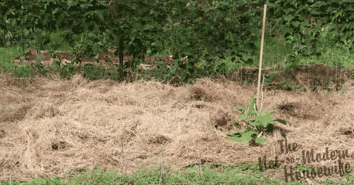 Low-Maintenance No-Till Gardening