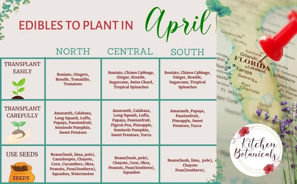 Florida Edibles to Plant in April | The Not So Modern Housewife what to plant in april in florida