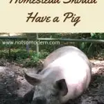 Why Every Rural Homestead Should Have a Pig - The Not So Modern Housewife