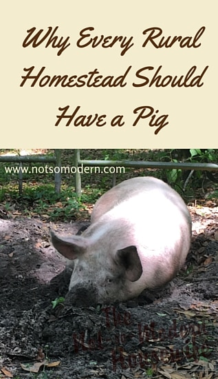Why Every Rural Homestead Should Have a Pig - The Not So Modern Housewife