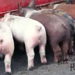 Raising Homestead Pigs for Meat - Why You Should Have a Pig