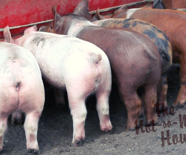 Meat piglets eating at a feed bin - Raising Pigs for Meat - Why Every Rural Homestead Should Have a Pig