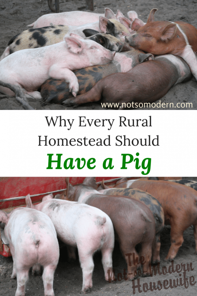 Pigs make a fantastic homestead animal. They are fast to mature and most meat breeds can provide 100-200 lbs of pork for each pig butchered. Learn more about why every rural homestead should have a pig. #raisingpigs homesteading #homesteadlivestock