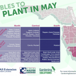 Florida Edibles to Plant in May