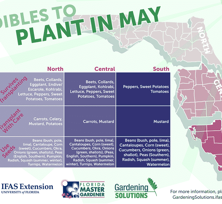 Florida Edibles to Plant in May
