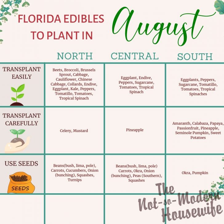 Florida edibles to plant in August
