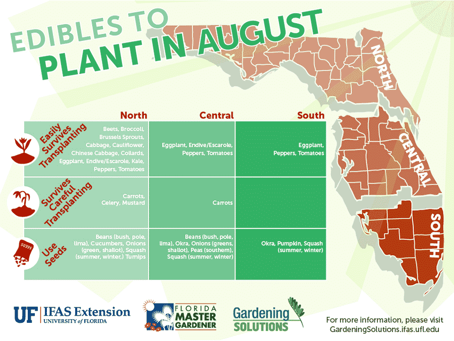 Florida Edibles to Plant in August