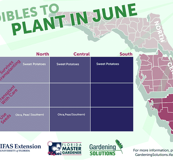 Florida Edibles to Plant in June