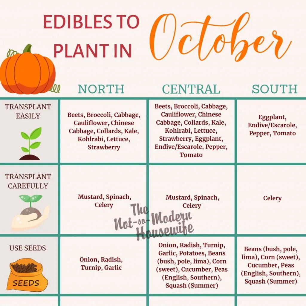 What to Plant in Florida in October: 35+ of the Best Vegetables & Herbs to Plant | The Not So Modern Housewife what to plant in Florida in October
