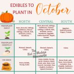 What to Plant in Florida in October: 35+ of the Best Vegetables & Herbs to Plant