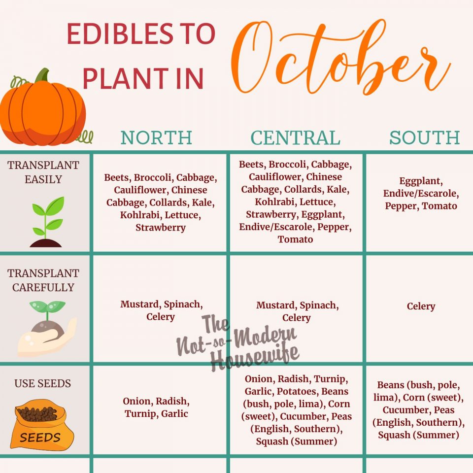 What to Plant in Florida in October 35+ of the Best Vegetables & Herbs to Plant