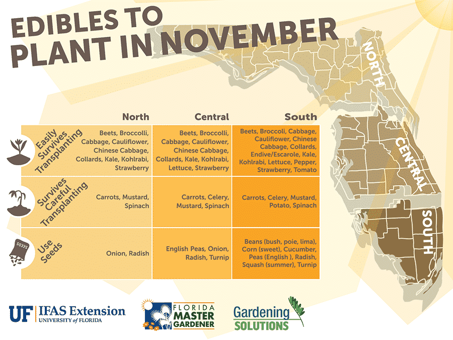 Florida Edibles to Plant in November