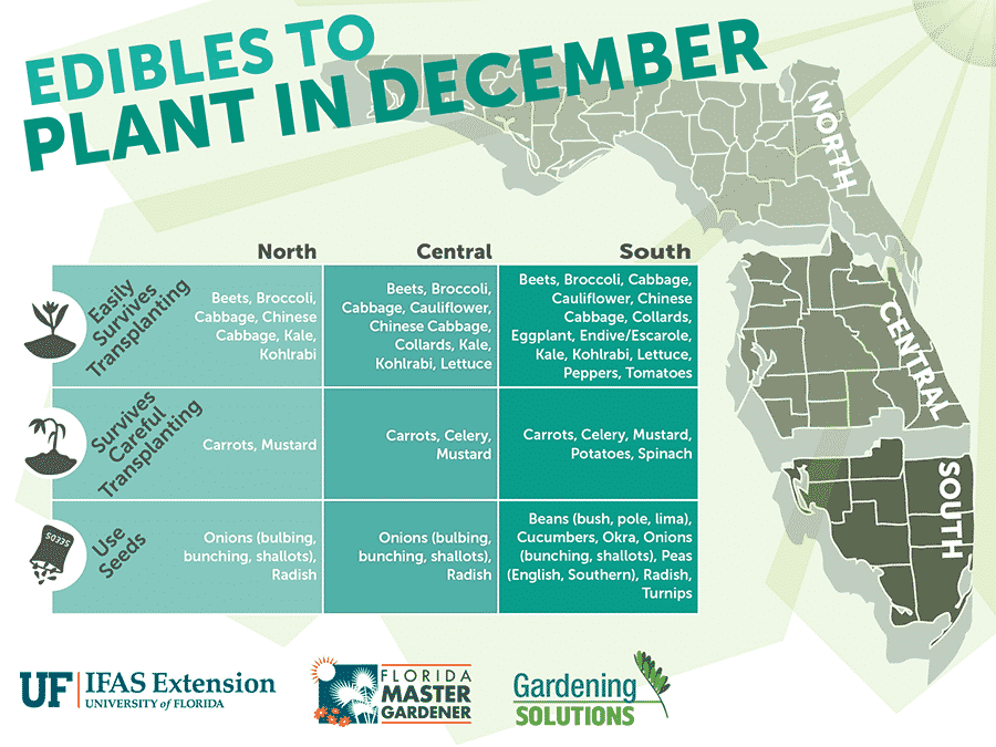 Florida Edibles to Plant in December