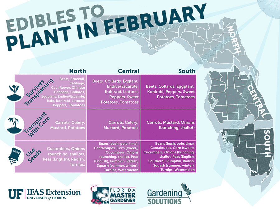 Florida Edibles to Plant in February