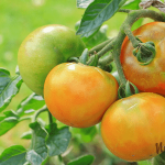 Beginner's Guide to Growing Tomatoes