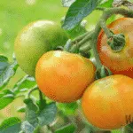 Beginner's Guide to Growing Tomatoes