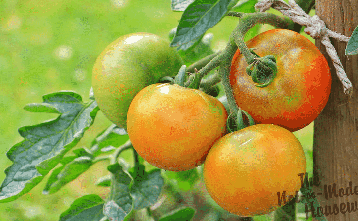 Beginner's Guide to Growing Tomatoes