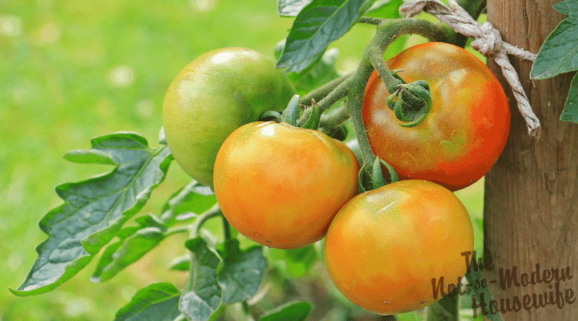 Beginner’s Guide to Growing Tomatoes