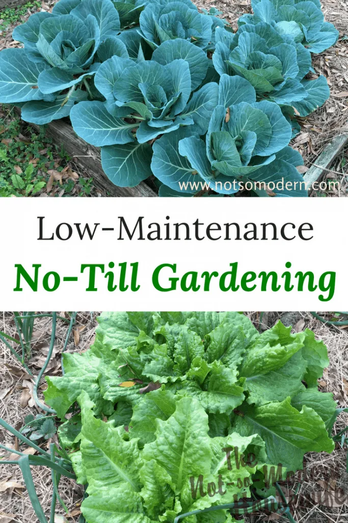Cabbage and lettuce growing in garden - Low-Maintenance No-Till Gardening
