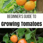 growing tomatoes | The Not So Modern Housewife