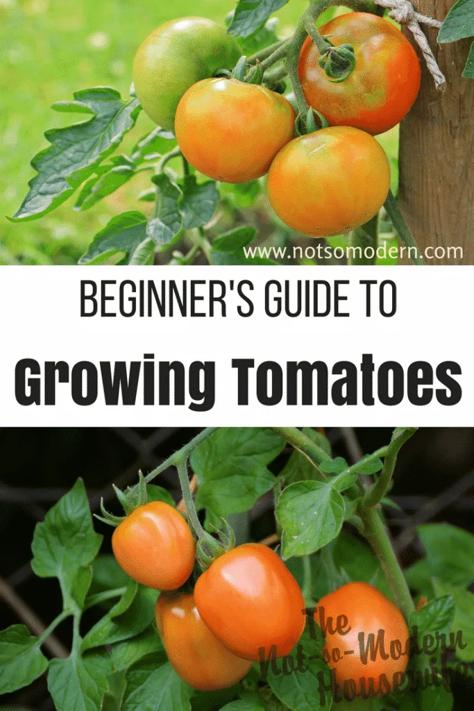 growing tomatoes | The Not so Modern Housewife