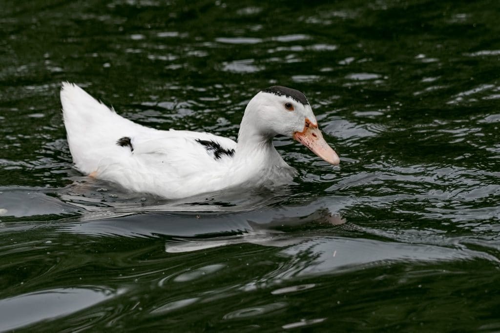 Best Duck Breeds for Eggs - Ancona